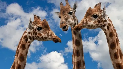 Rubrike_Naturschutz_Biodiversitaet_-_giraffes-627031__340